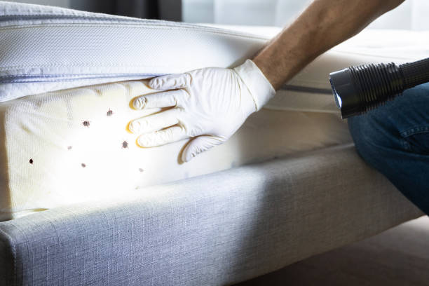 Best Local Pest Control Services  in Shoshone, ID