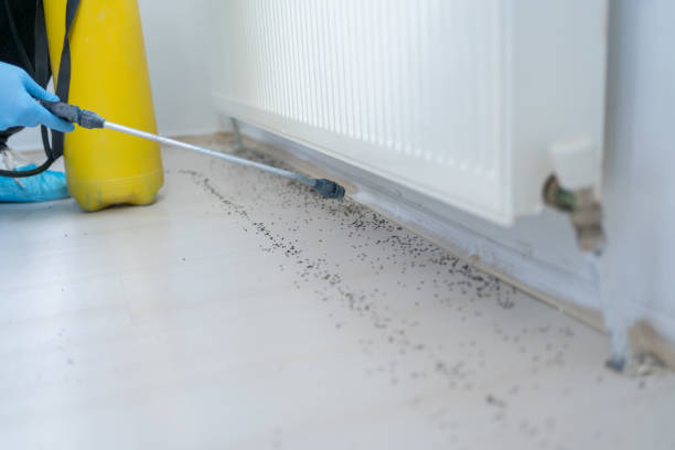 Best Affordable Pest Control Services  in Shoshone, ID